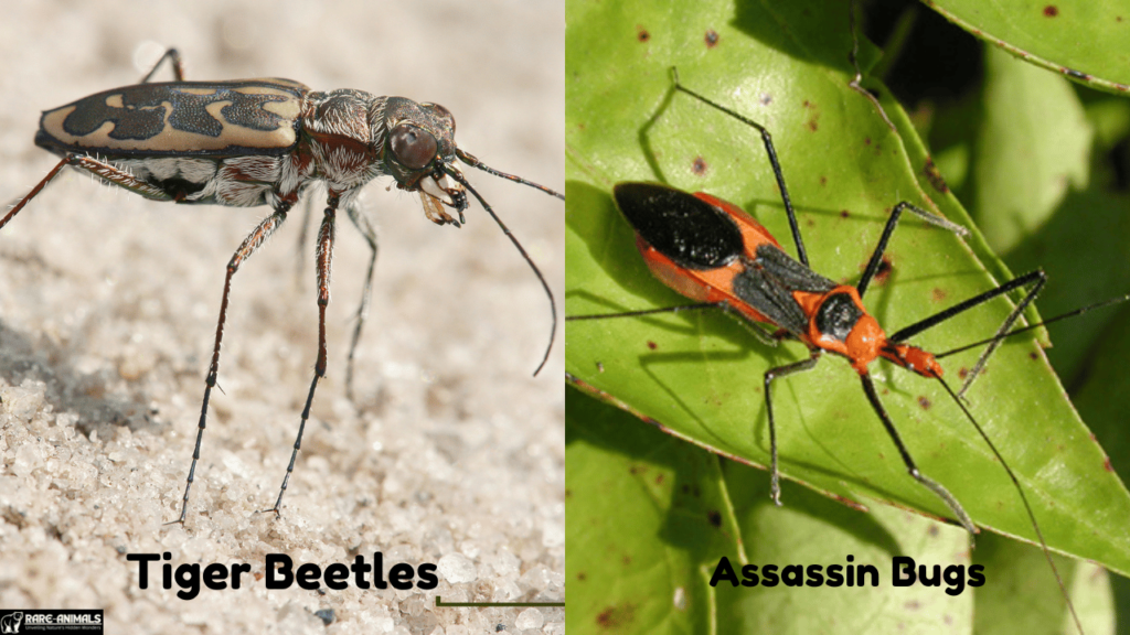 Tiger Beetles, Assassin Bugs