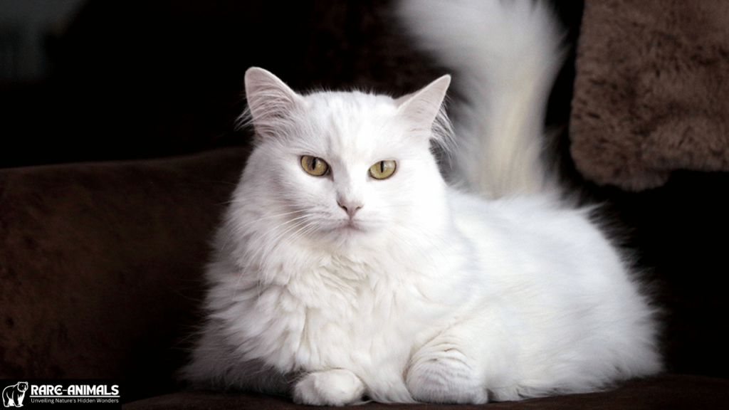 Turkish Angora