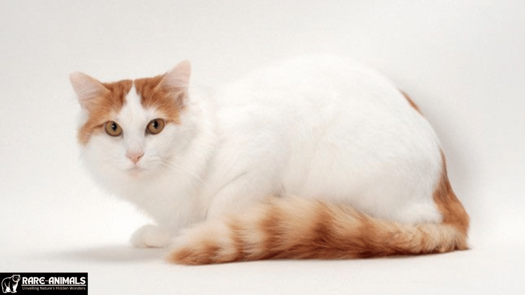 Turkish Van