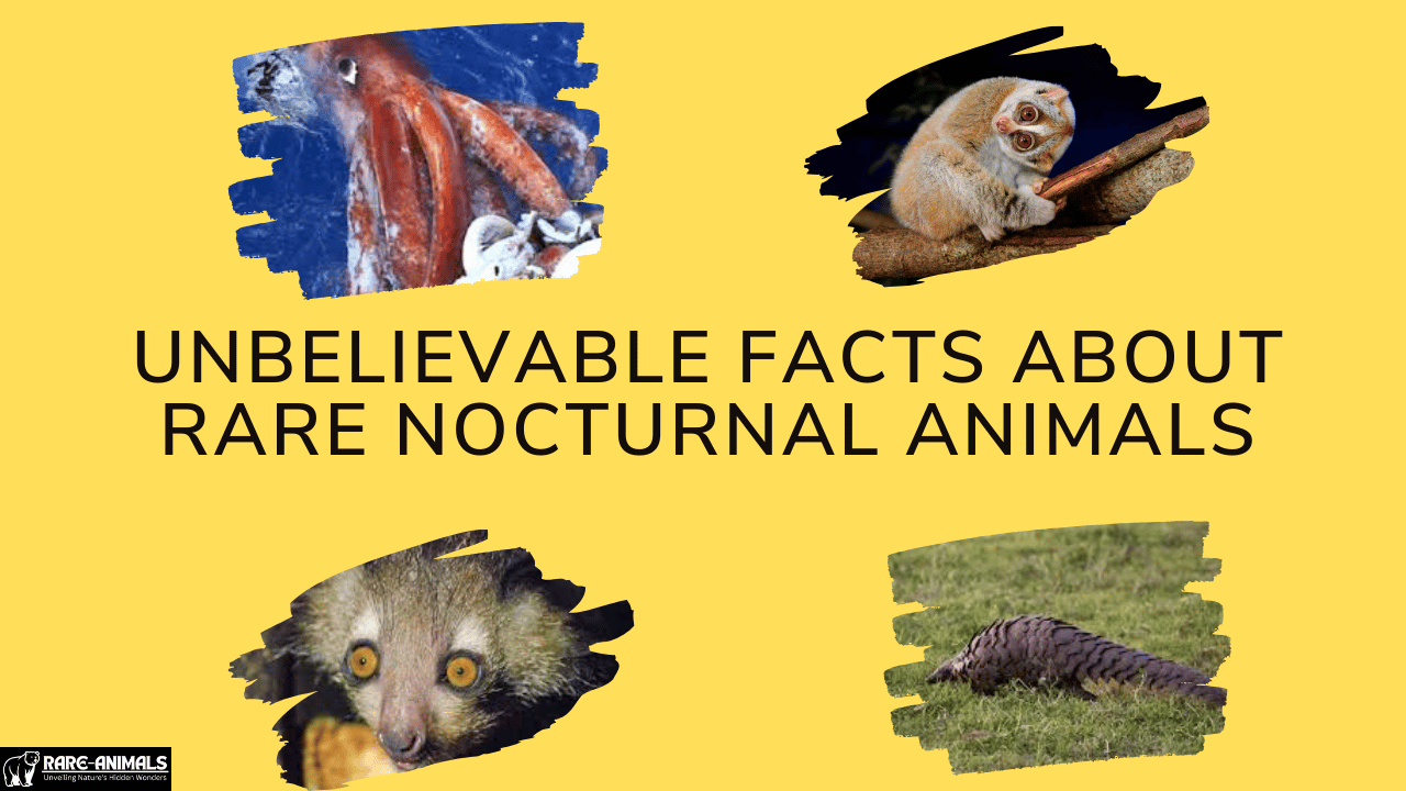 Unbelievable Facts About Rare Nocturnal Animals