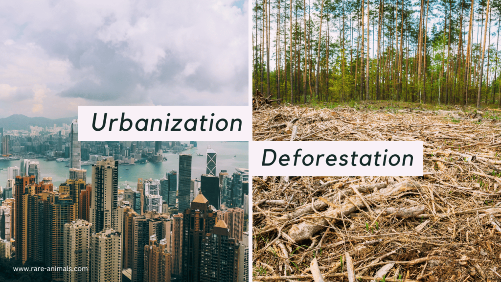 Urbanization and Deforestation