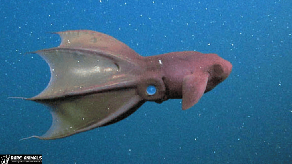 Vampire Squid A Creature of Darkness