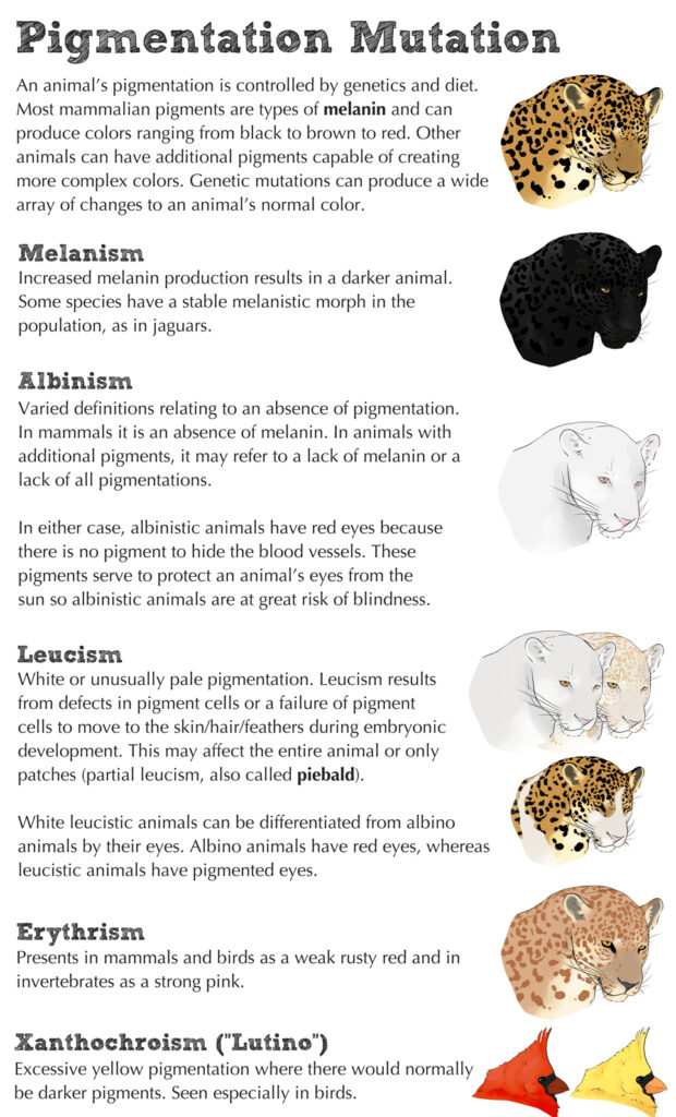 What Are Animal Color Mutations