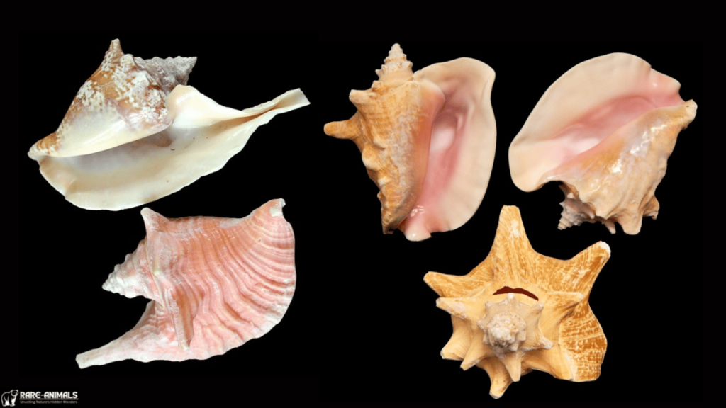 What Are Conch Shells