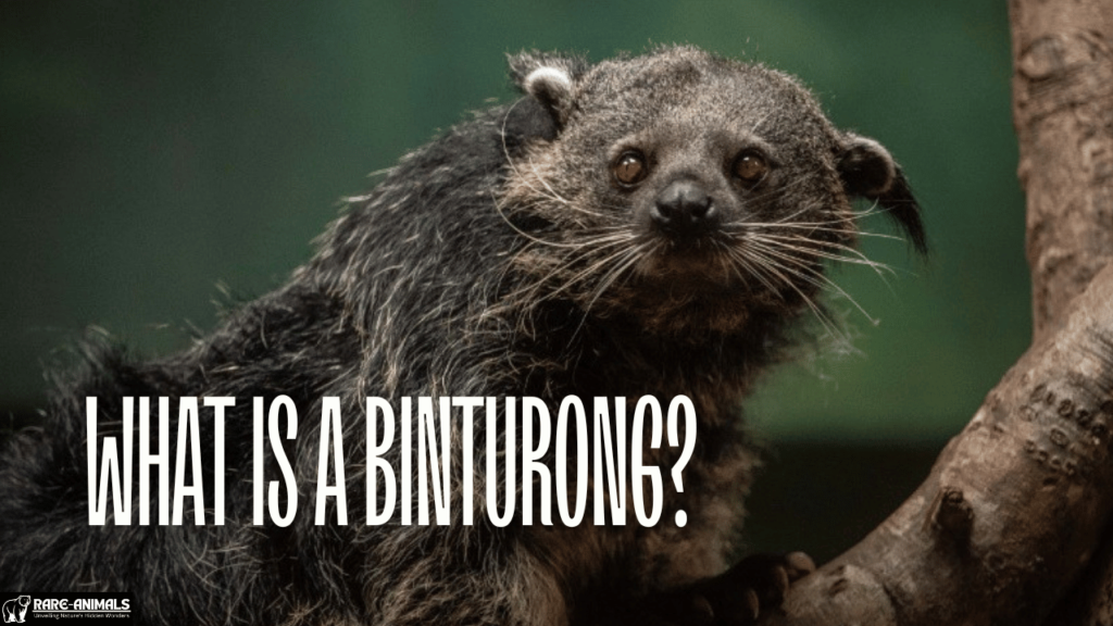 What Is a Binturong?  