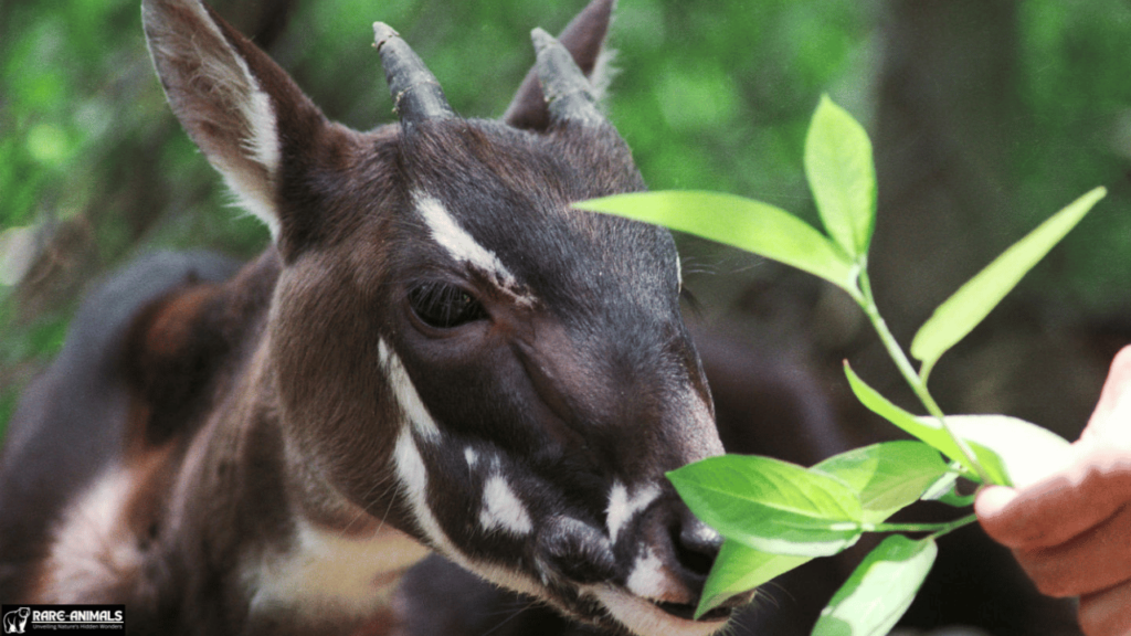 What Is a Saola