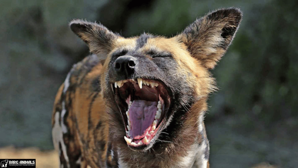 What Is the African Wild Dog?