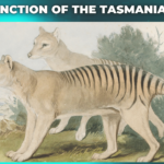 What the Extinction of the Tasmanian Tiger Taught Us About Conservation