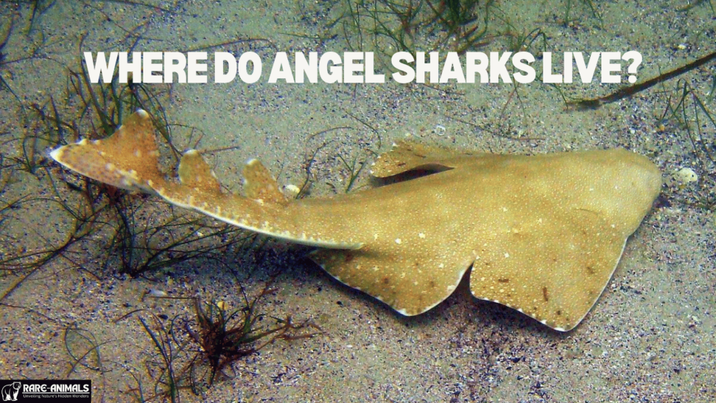 Where Do Angel Sharks Live