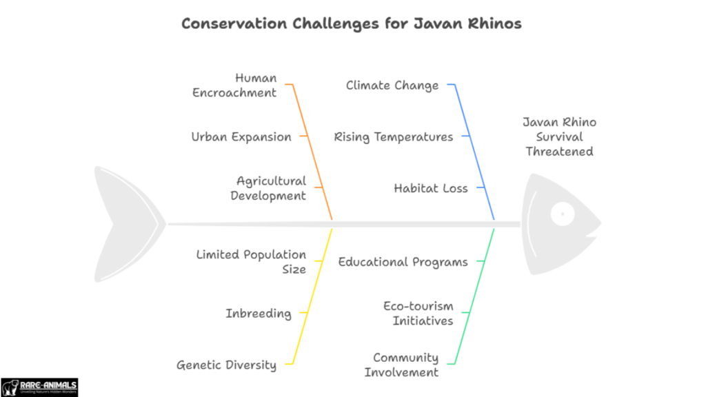 Why Are Javan Rhinos Endangered?