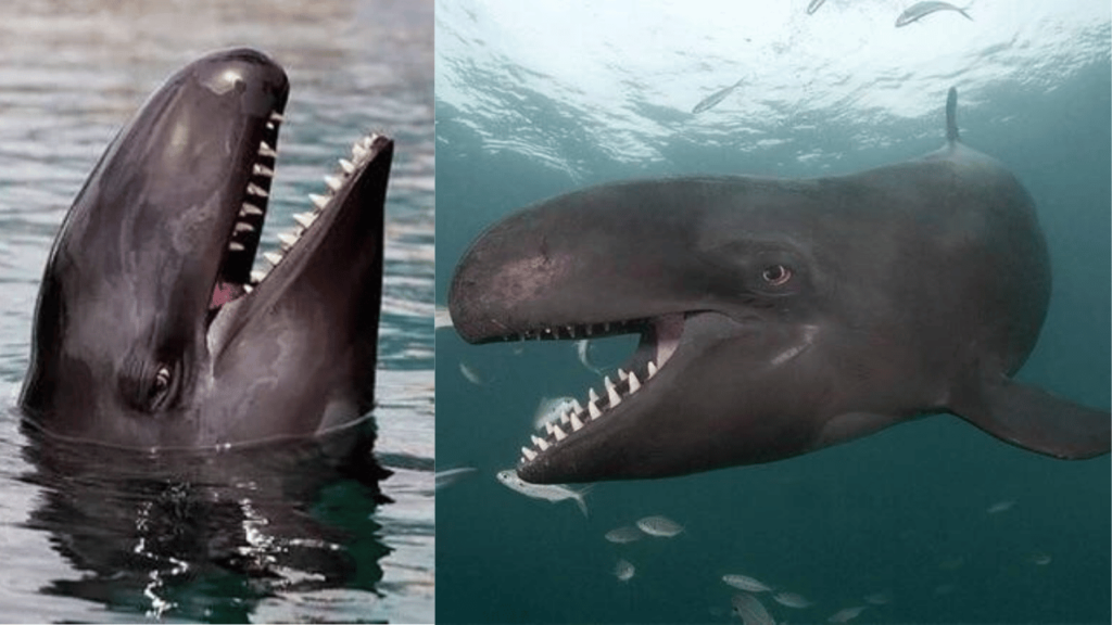 Why Do Wholphins Form