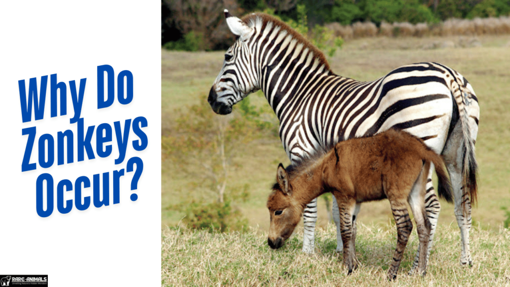 Why Do Zonkeys Occur