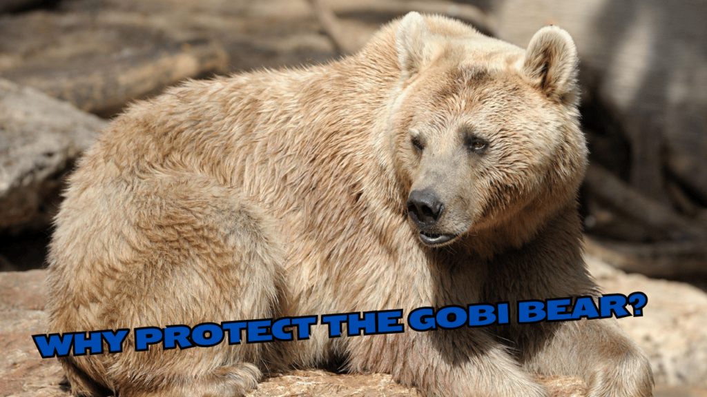 Why Protect the Gobi Bear?