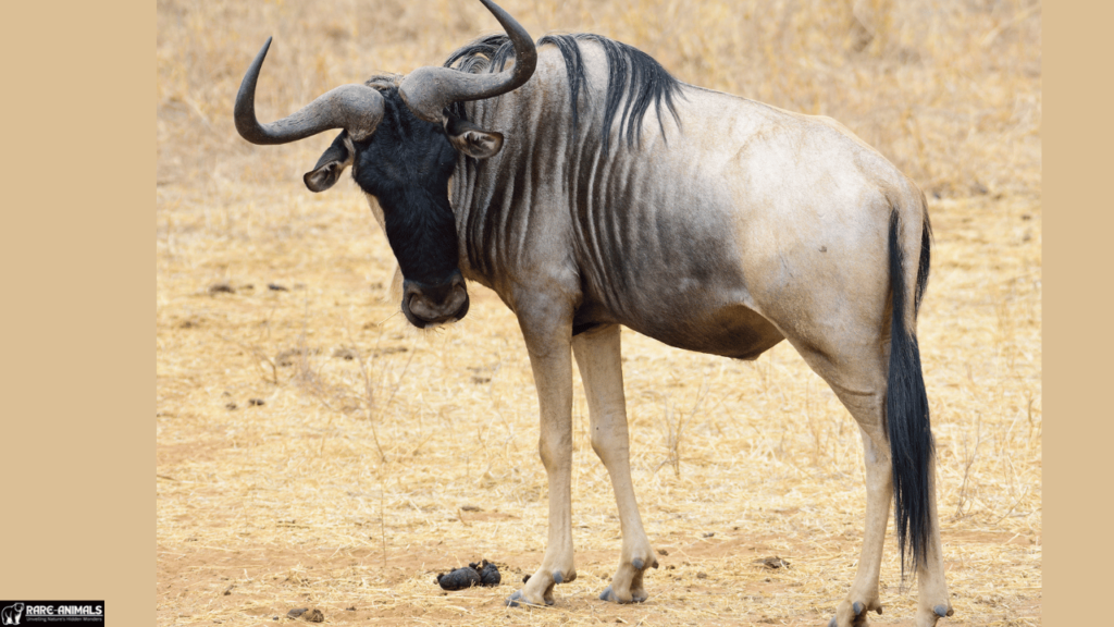 Wildebeest (Connochaetes taurinus)