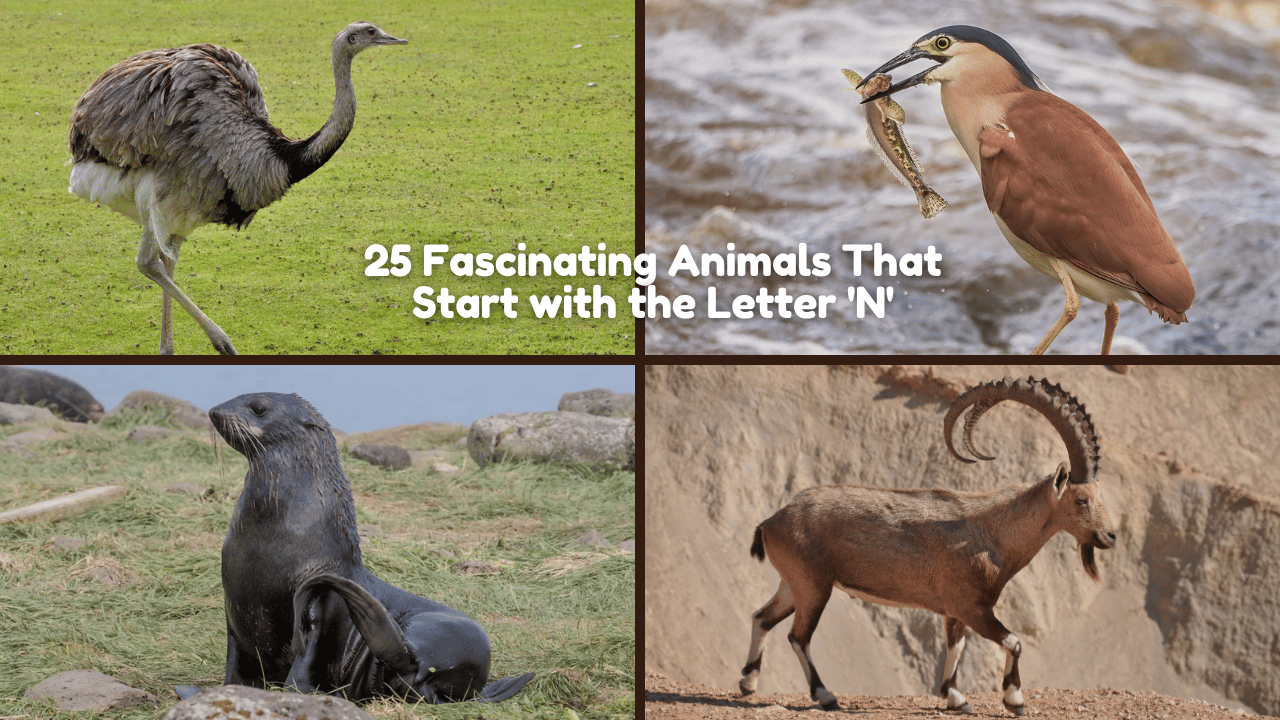 25 Fascinating Animals That Start with the Letter 'N'