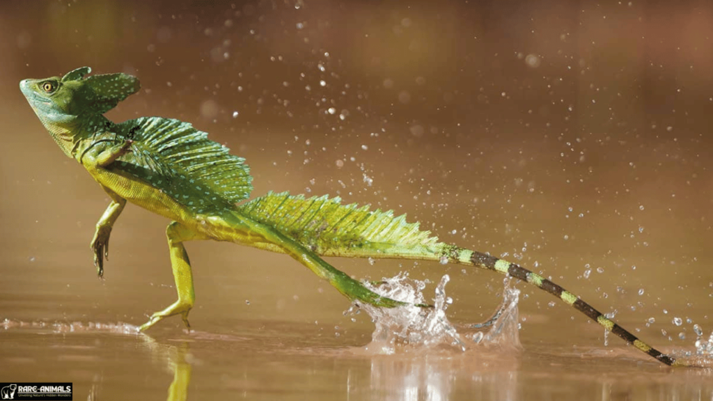  Basilisk Lizard