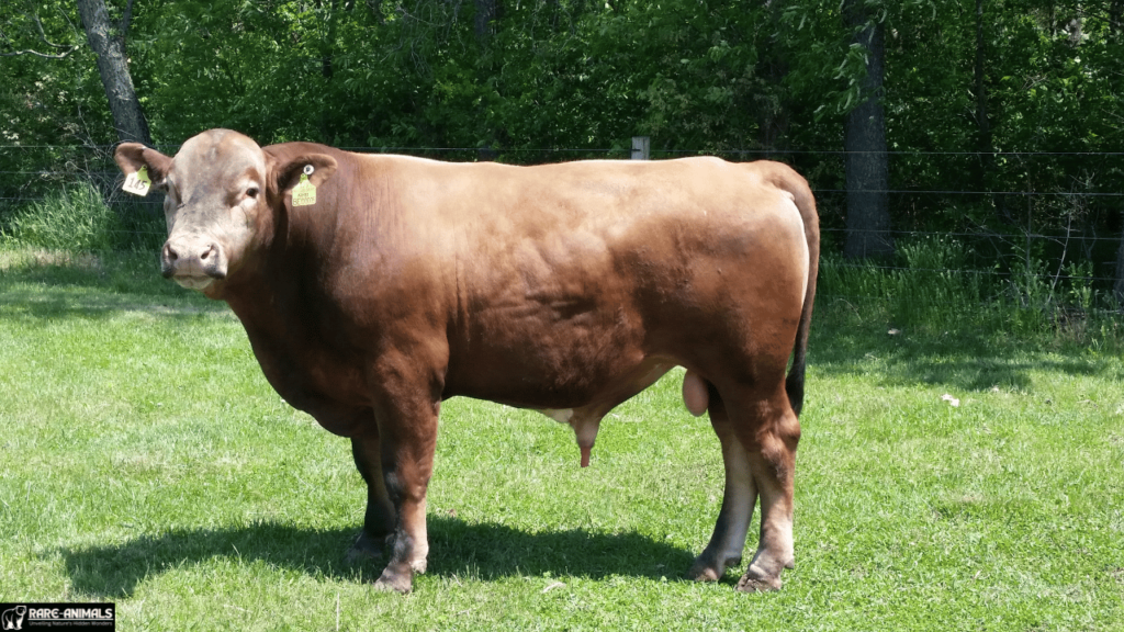 Beefalo