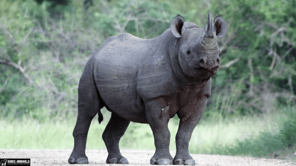  Black Rhinoceros (Diceros bicornis)