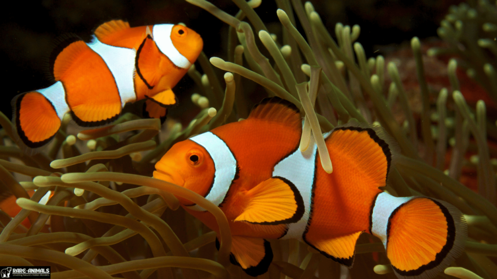 Clownfish