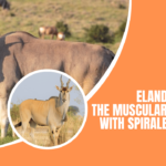 Eland The Muscular Antelope with Spiraled Horns