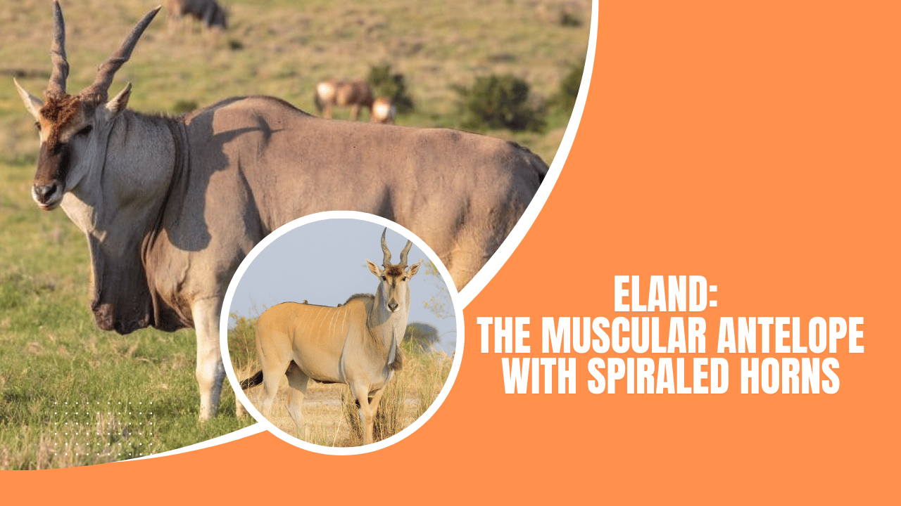 Eland The Muscular Antelope with Spiraled Horns