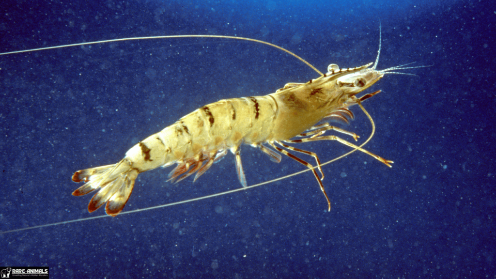 Giant Tiger Prawn (Penaeus monodon)