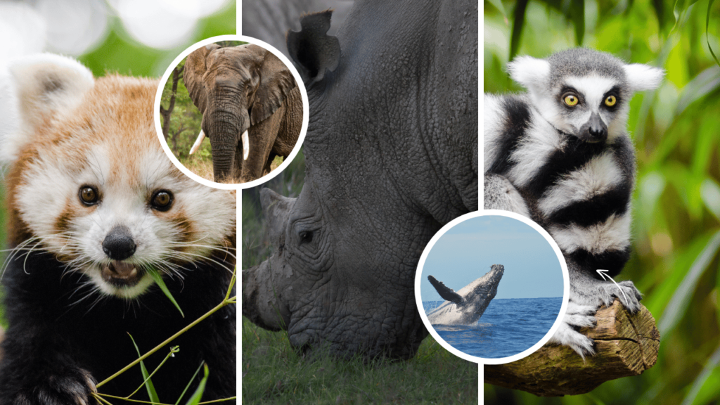 How You Can Use Social Media to Help Endangered Animals