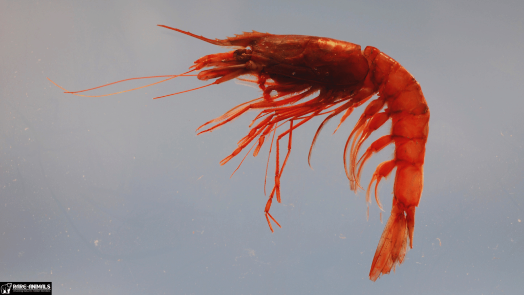 Imperial Red Prawn (Aristaeomorpha foliacea)