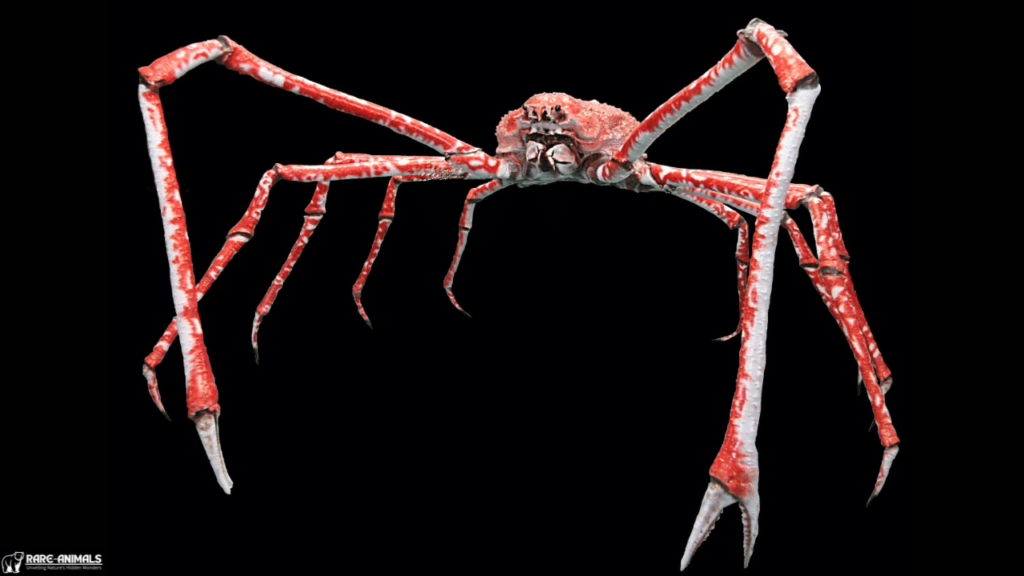 Japanese Spider Crab