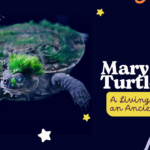 Mary River Turtle A Living Relic of an Ancient Era