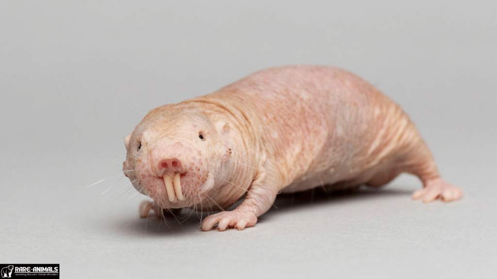  Naked Mole-Rat