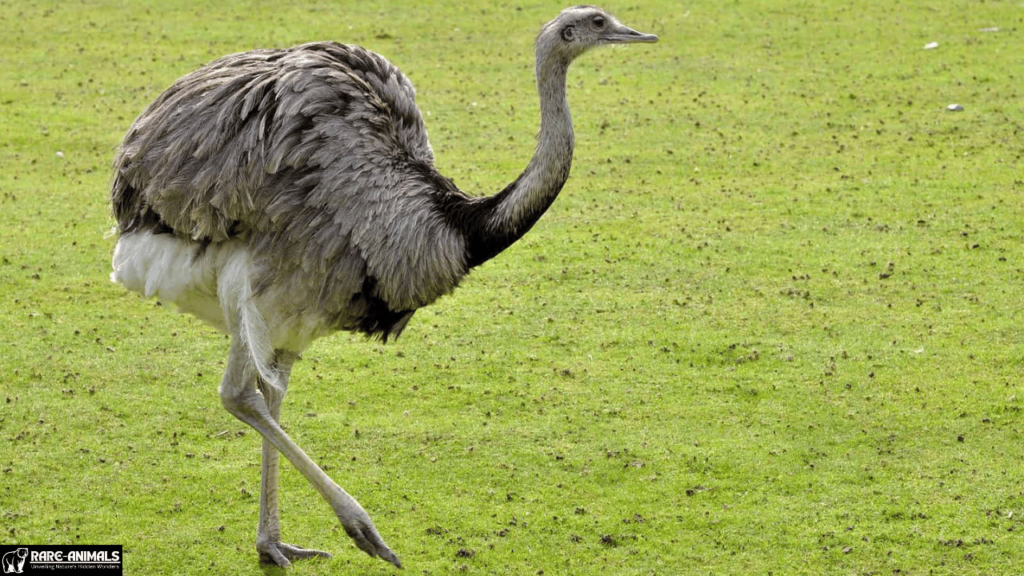  Nandu (Greater Rhea)