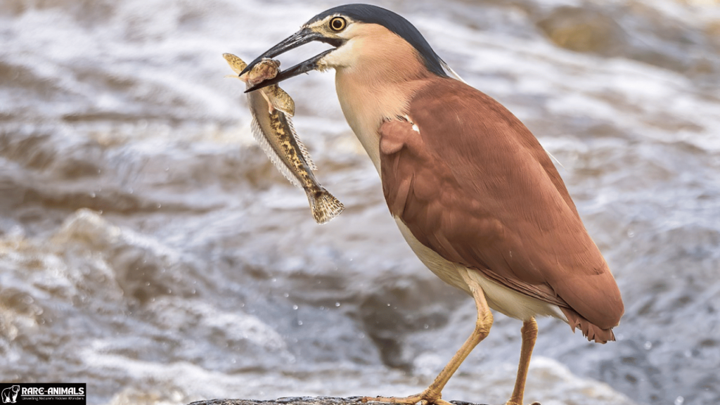 Nankeen Night Heron