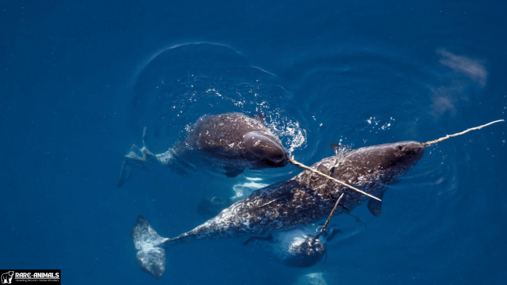 Narwhal (Monodon monoceros)