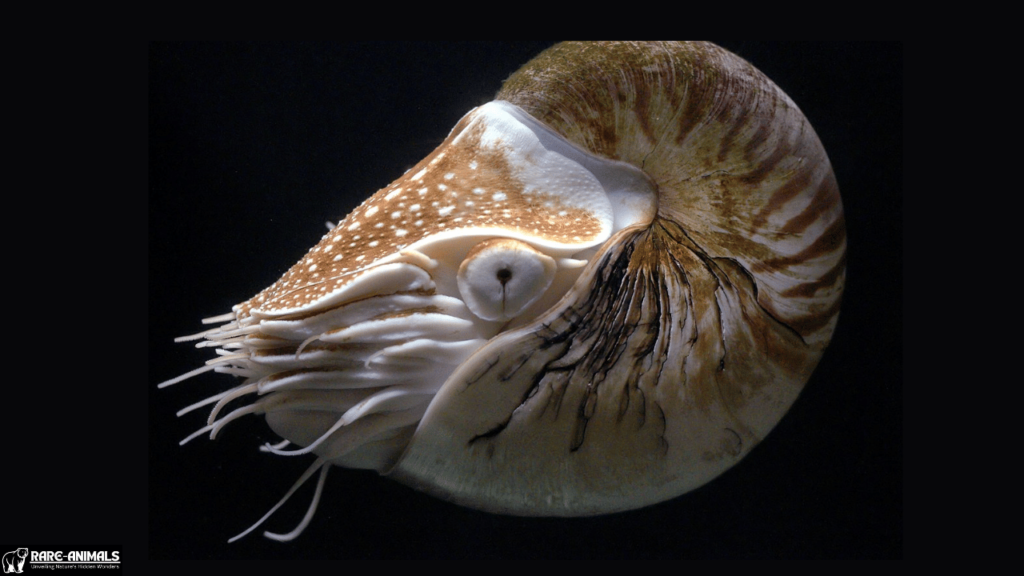 Nautilus