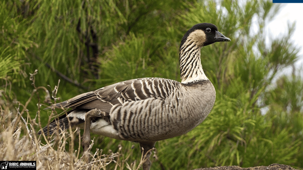  Nene (Branta sandvicensis)