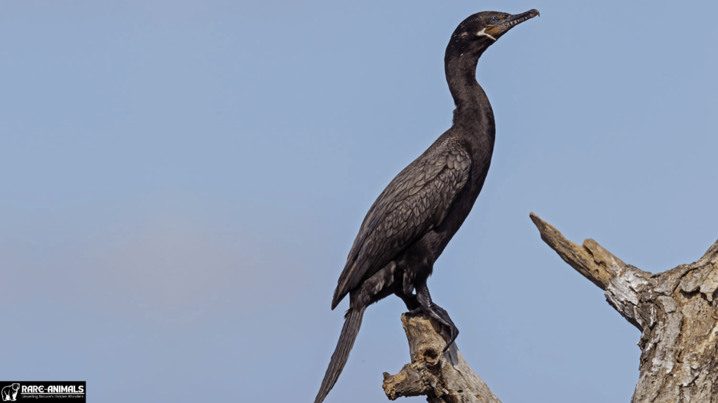 Neotropic Cormorant