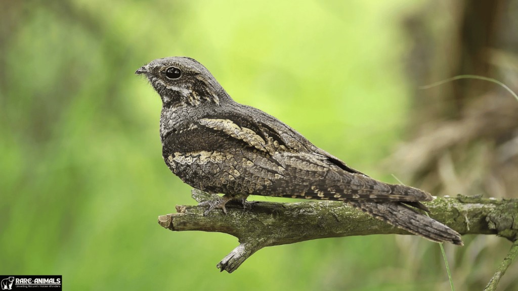 Nightjar