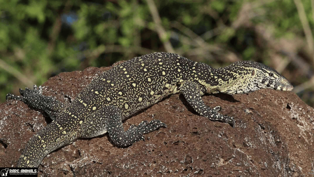 Nile Monitor