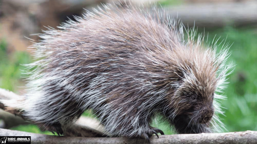  North American Porcupine