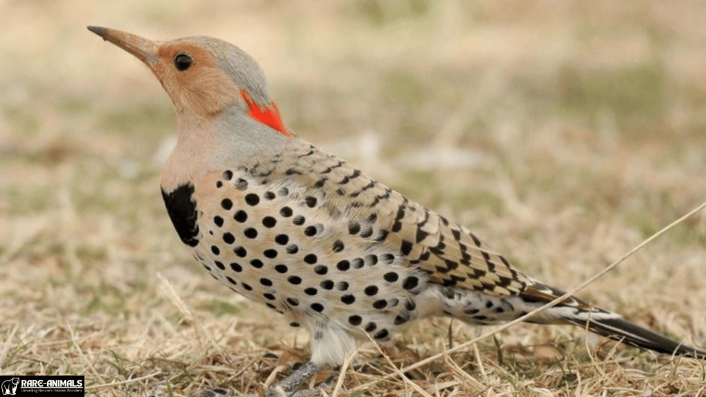 Northern Flicker