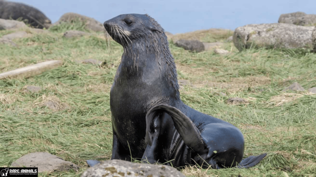 Northern Fur Seal