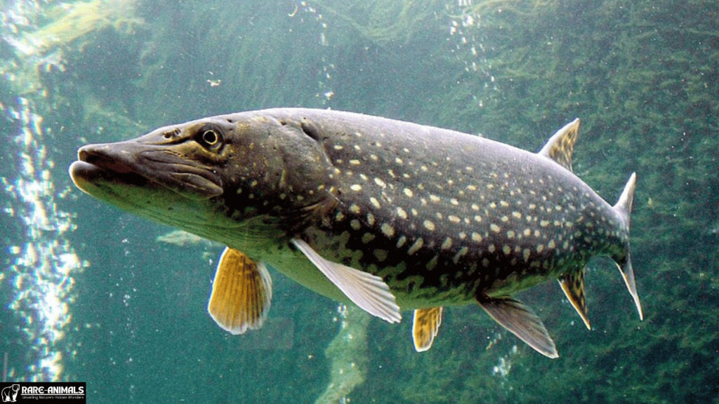 Northern Pike