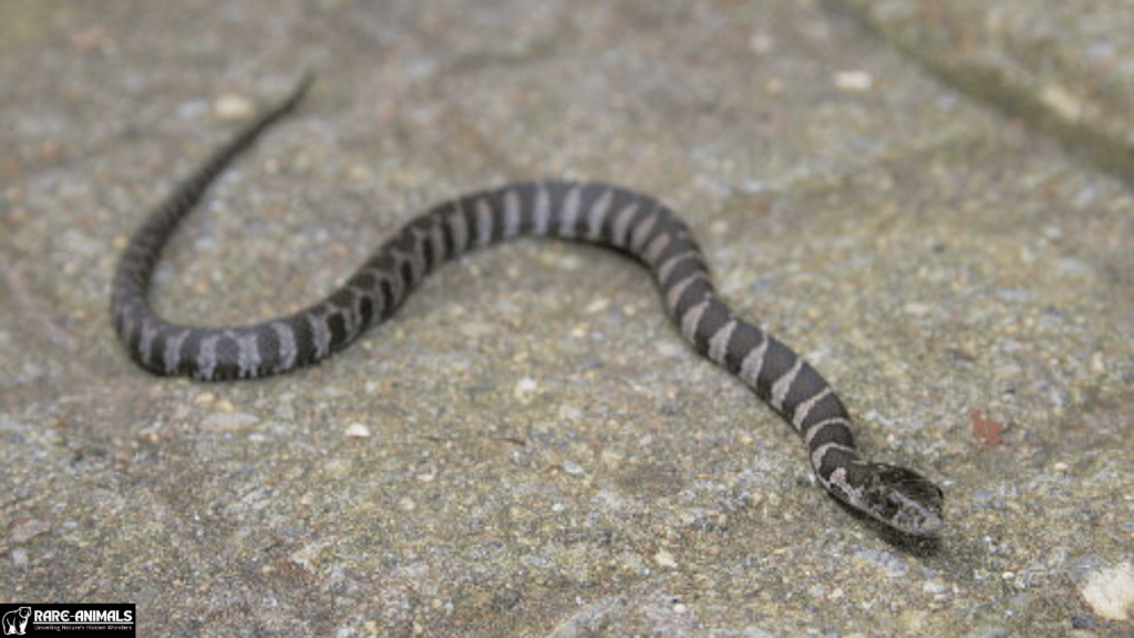 Northern Water Snake