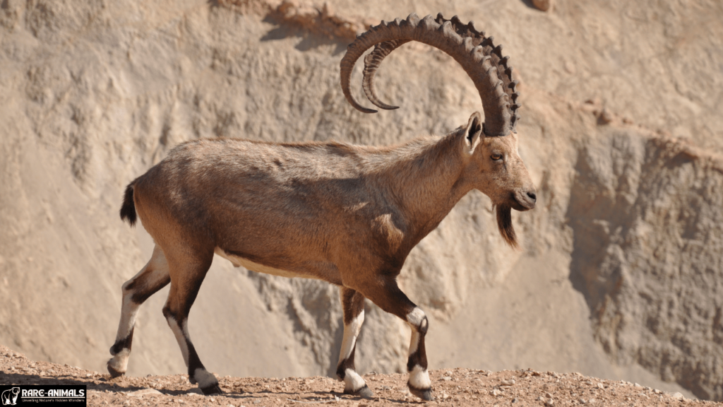 Nubian Ibex