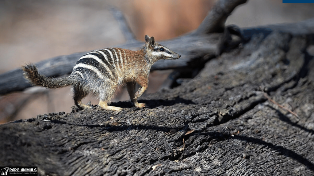 Numbat (Myrmecobius fasciatus)