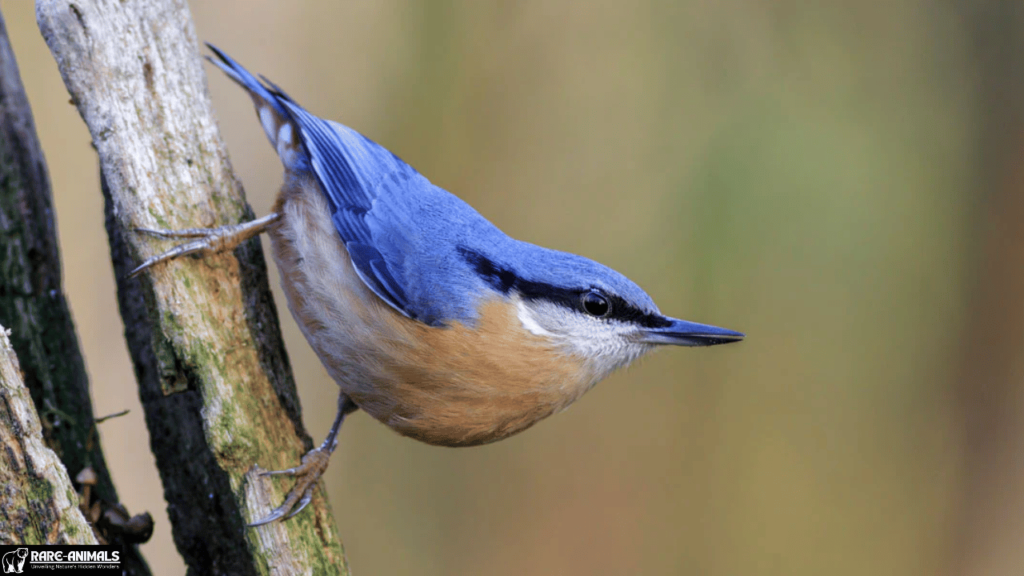 Nuthatch