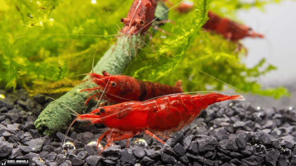 Red Cherry Shrimp (Neocaridina davidi)