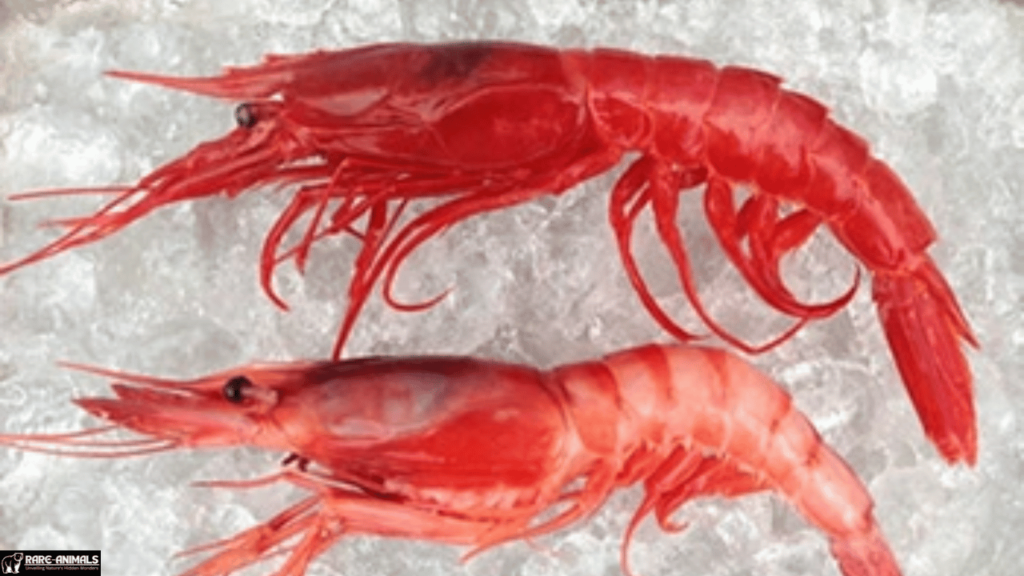  Royal Red Shrimp (Pleoticus robustus)