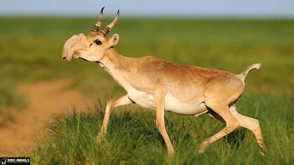 Saiga Antelope